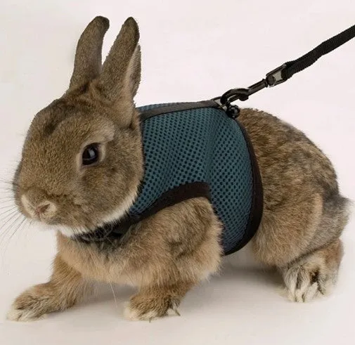 ANIMAL HARNESS JOGGING