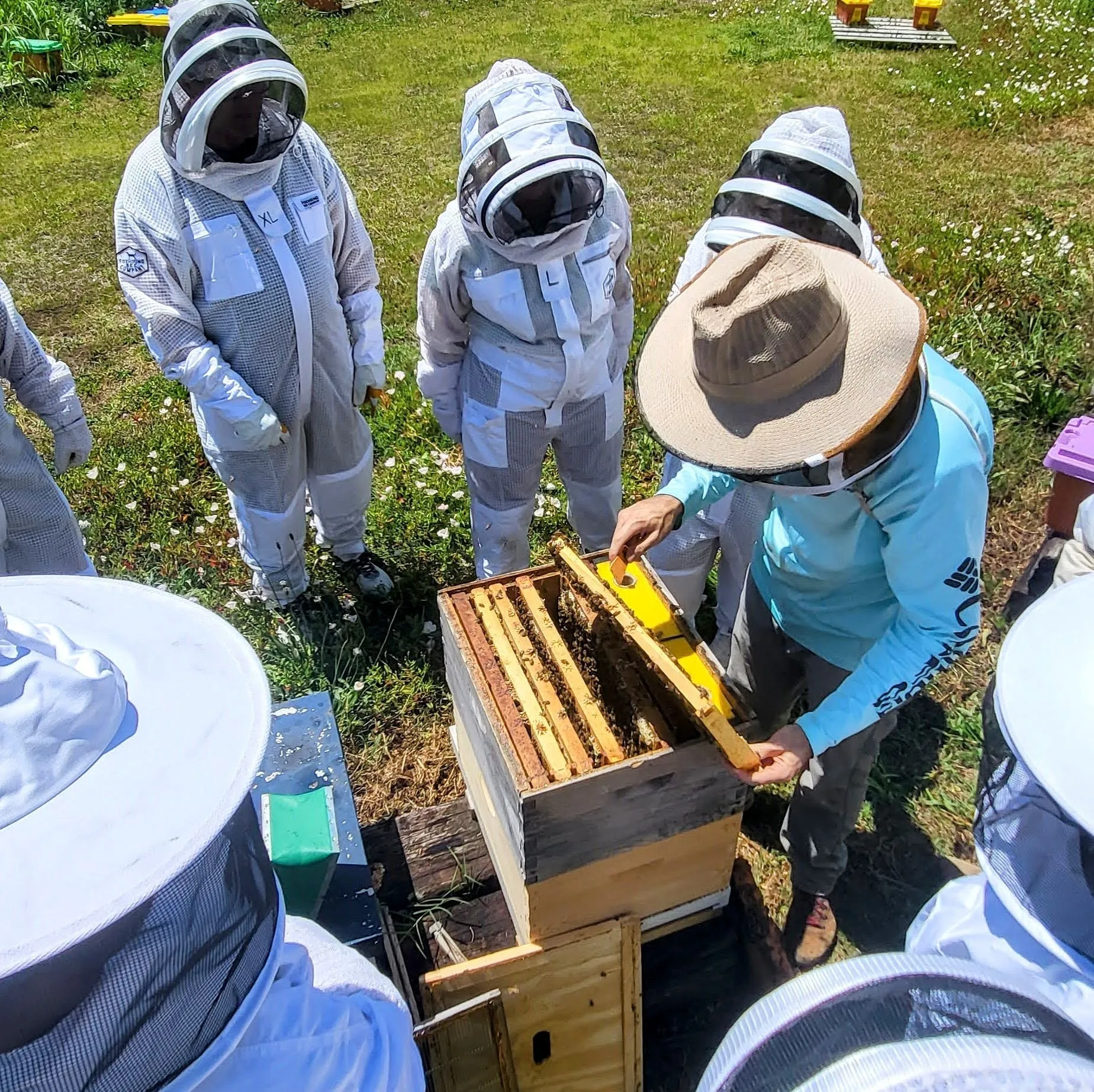 Beekeeping Experience and Hive Tour