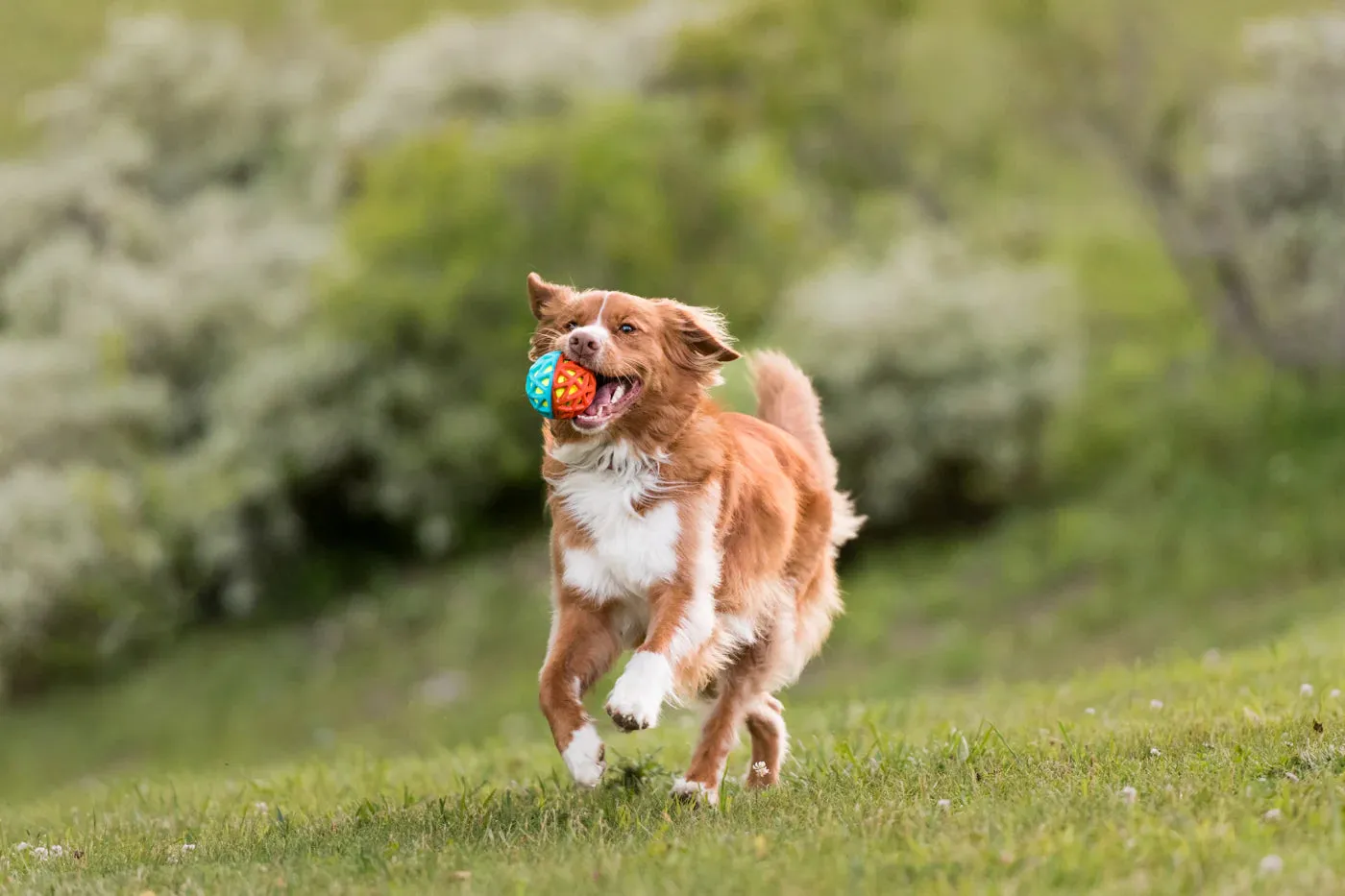 Dog Toy - GoGo Astro Ball