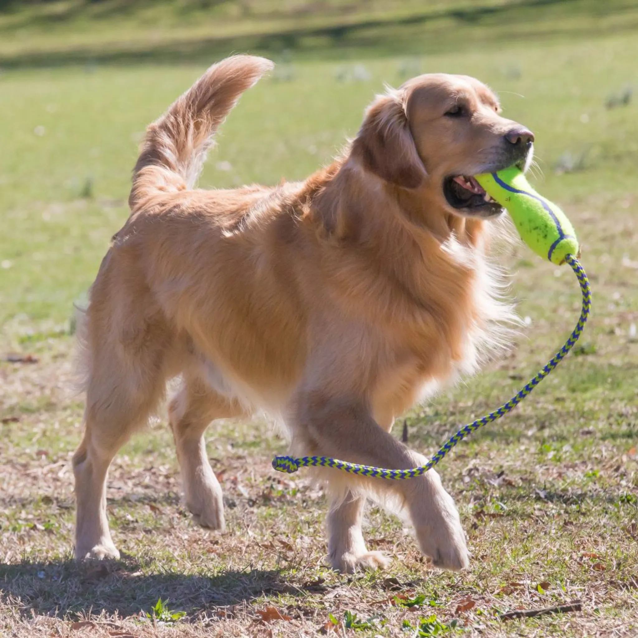 Kong Airdog Squeak Fetch Stick & Rope