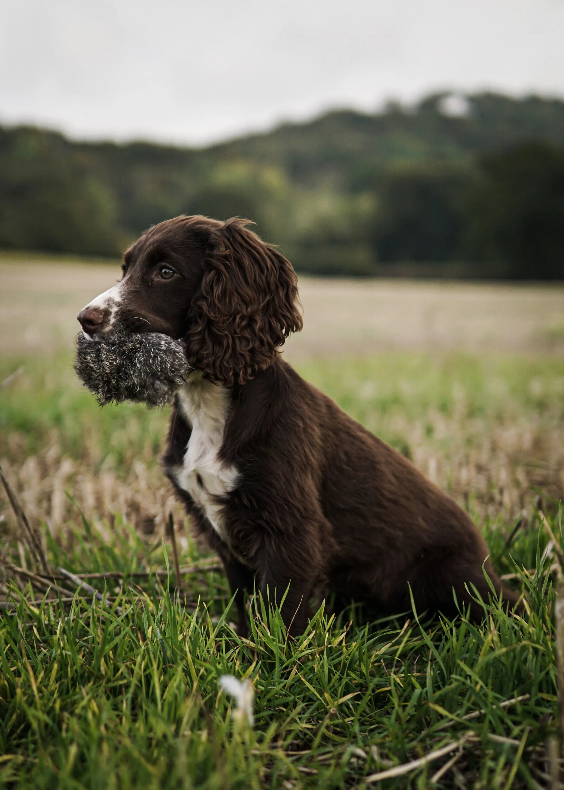 SPORTING SAINT Rabbit Fur Ball Dummy