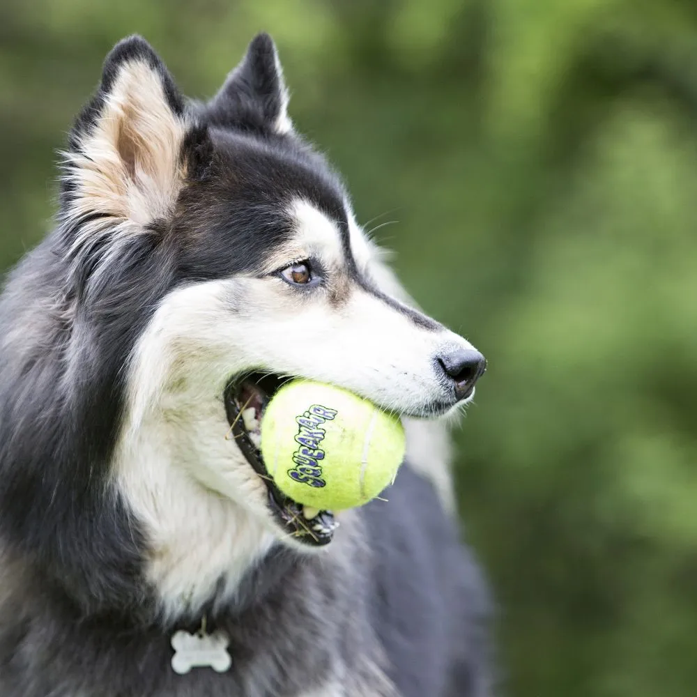 SqueakAir Ball Dog Toy